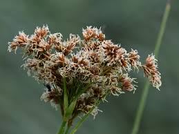 Image result for Cladium mariscus