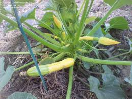 Is flaminio squash like zucchini. Plantfiles Pictures Straightneck Squash Summer Squash Zephyr Cucurbita Pepo By Ktkawaguchi