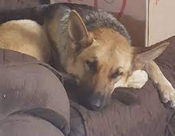 You can see how to get to animal hospital on our website. Clarksville Family Relieved After Veterinarian Surrenders His License To Practice Wkrn News 2