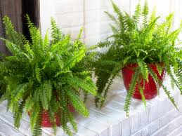 They were not watered during this time. The Best Ferns To Grow Indoors Hgtv