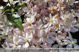 Immergrüne kletterpflanzen günstig kaufen bei clematisonline.de. Immergrune Clematis 4 Sorten Und Pflege Hinweise Gartendialog De