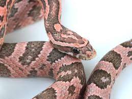 10 Pretty Pink Reptiles For Valentines Day Reptile World Facts Corn Snake Snake Breeds Cornsnake Morphs