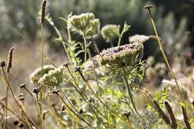 Image result for Daucus carota