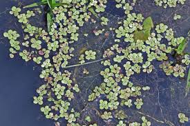 Image result for Spirodela polyrrhiza