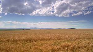 The subject matter is wide as you can see from the table of contents. Amber Waves Of Grain Youtube