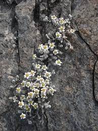 Edelweiss Bunga Rangkaian Bunga