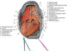 Anatomy Head And Neck Oral Cavity Mouth Article