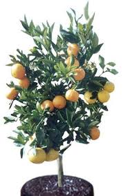 Blueberry, thornless blackberry, grapes, raspberry are some in our 'small fruits' category. Fruit Salad Tree Company Home Fruit Salad Tree Citrus Fruit Salad Fruit Trees