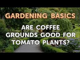 Coffee grounds are considered a green material. Are Coffee Grounds Good For Tomato Plants Youtube