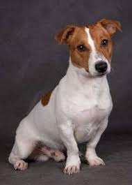 dzhek rassel terer velikolepnye shenochki dostavka 3 900 grn sobaki poltava na olx jack russell jack russell terrier animals