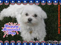 Image result for memorial day pics with dogs