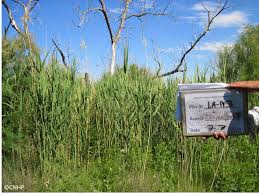 Image result for Phragmites