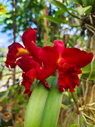 Cattleya Mini Doris 'Red Dragon'