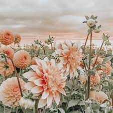 Aesthetic Vintageaesthetic Vintage Vintagewallpaper Wallpaper Wallpaperbackground Wallpaperiphone Flower Aesthetic Picture Collage Wall Flower Wallpaper