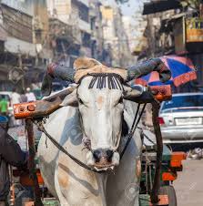 Ox Cart Transportation On Early Morning In Delhi India The