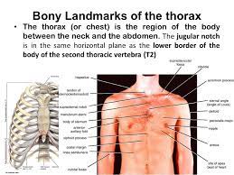 Bony landmarks.—the second costal cartilage corresponding to the sternal angle is so readily found that it is used as a the influence of the obliquity of the ribs on horizontal levels in the thorax is well shown by the following line. Surface Anatomy Markings Of The Thorax Ppt Video Online Download