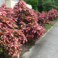 Image result for Acalypha ambigua