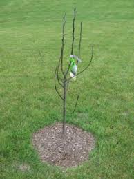 Home Depot 1 Year Tree Guarantee