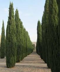 Image result for Cupressus sempervirens