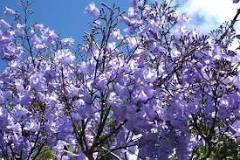 Image result for what tree looks like lilac