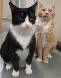 Check spelling or type a new query. Chronic Renal Failure In Cats Causes Symptoms And Diagnosis Life With Cats