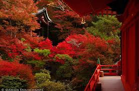 Fall Foliage In Kyoto