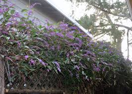 Image result for Hardenbergia