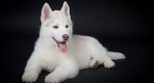 White Husky A Truly Stunning Breed