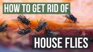 These methods are affordable, safe, and effective. How To Get Rid Of House Flies 4 Simple Steps Youtube