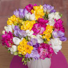 Send The Sweet Smelling Fragrance Of 20 Long Stemmed Dutch Freesia In Mixed Colours With Greenery Freesia Bouquet Beautiful Rose Flowers Fragrant Flowers