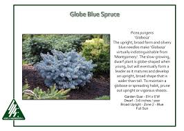 Compact habit family pinaceae height 5 feet width 5 feet habit mound zones 2 to 10 exposure full sun to partial shade. Picea Pungens Globosa Iseli Nursery