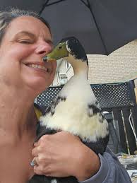 Duck behavior and morning routines