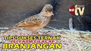 Branjangan jawa gacor kicauan rame video kicau burung branjangan gacor branjangan jawa cara membedakan jenis branjangan java dan parva !!! Begini Caranya Ternak Branjangan Yei Farm Cilacap Youtube