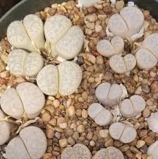 Image result for Macrotyloma stenophyllum