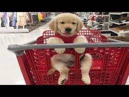 Youtube Downloader Funniest Cutest Golden Retriever Puppies 10 Funny Puppy Videos 2019 Download Y Cute Labrador Puppies Puppies Funny Golden Retriever