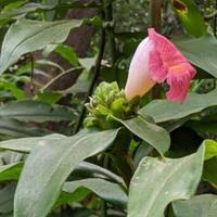 Image result for Costus phyllocephalus