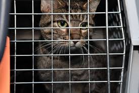 A albertville, mn 55301 rescue helping to find loving homes for dogs, cats, small animals, birds. Lynnwood Paws Shelter Welcomes Van Filled With California Cats And Dogs All Needing A Forever Home My Edmonds News