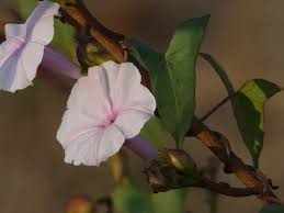 Image result for Ipomoea marginata