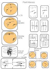 Hence a plant stem cell originated from cambium is an immortal cell while that from callus is a temporarily dediffertiated cell obtained from stimulating the somatic cell. Cell Division