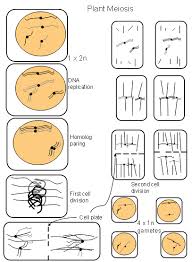 We cover the different phases of cell division, and what takes place during each. Cell Division