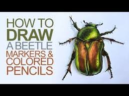 Drawing With Markers And Colored Pencils Beetle Illustration Youtube Marker Drawing Beetle Illustration Pencil Drawing Tutorials
