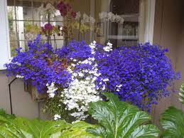 Lobelia Erinus Lobelia North Carolina Extension Gardener Plant Toolbox