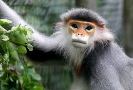 Check spelling or type a new query. Langurs Endangered Primate Rescue Center