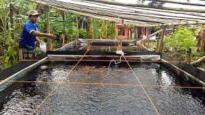 Wajib Tahu Manfaat Plastik Uv Untuk Bak Ikan Lebih Kekal Kondusif Dari Serangan Hama Lim Corporation