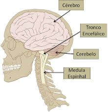Resultado de imagem para tronco encefÃ¡lico anatomia