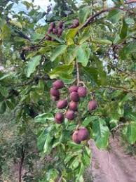 Image result for Maranthes