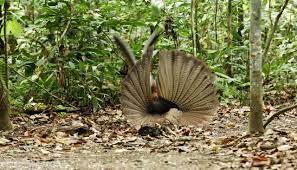 Maybe you would like to learn more about one of these? Jenis Burung Langka Yang Dilindungi Di Indonesia Halaman 1 Kompasiana Com