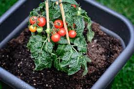 Eine woche nach dem pflanzen im beet oder kübel, erhalten tomatenpflanzen ihre erste dosis dünger. Tomaten Pflanzen Im Topf Anbau Und Pflege