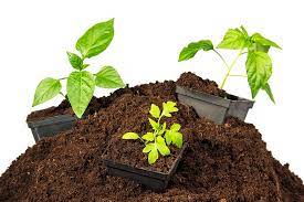 It's used as a growing for a long time, it's been a staple product in gardening but is coming under scrutiny lately for using peat moss does come with some disadvantages. What Is Peat Moss What Is It Used For Trees Com