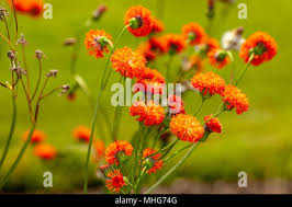 Image result for Emilia coccinea